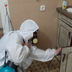 Дезинфекция от муравьев в квартире в Гребнево